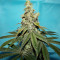 Семена сорта Bubba Slush fem (Green House Seeds)