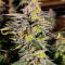 Семена сорта Ultimate Afghan Auto fem (Семяныч)