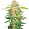 Семена сорта 00 Kush fast fem (00 Seeds)