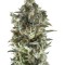 Семена сорта Northern Lights Auto fem (Trikoma Seeds)