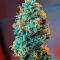 Семена сорта Mandarin Cookies fem (7CH American)