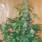 Семена конопли Moby Dick XXL Autoflowering fem