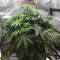 Семена сорта Aurora Green Auto fem (Sumo Seeds)
