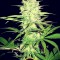 Семена сорта Thunderstruck fem (Sumo Seeds)