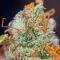 Семена сорта Ultimate Lemon Haze Auto fem (Семяныч)