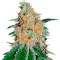 Семена сорта CBD JAM fem (Delicious Seeds)