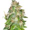Семена сорта Kaia Kush fem (Green House Seed)