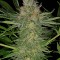 Семена сорта Serious Kush fem (Serious Seeds)