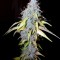 Семена сорта Auto Northern Lights fem (Pyramid Seeds)
