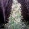 Семена сорта Bubba Kush fem (Humboldt Seeds)