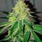Семена сорта Ultimate Afghan Auto fem (Семяныч)