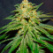 Семена сорта 00 Kush fast fem (00 Seeds)