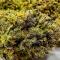 Семена сорта Mandarin Cookies fem (7CH American)