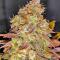 Семена сорта Afghanka Auto fem (Семяныч)