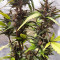 Семена сорта Blackberry auto fem (FastBuds)