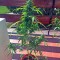Семена сорта Critical + Autoflowering fem (Dinafem Seeds)