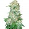 Семена сорта OG Kush fem (Bulk Seed Bank)