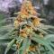 Семена сорта Mandarin Cookies fem (7CH American)