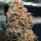 Семена сорта Ultimate Amnesia Haze Auto fem (Семяныч)
