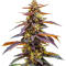 Семена сорта RudeBoi OG F1 fem (Seedkeepers)