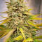 Семена сорта Ultimate Afghan Auto fem (Семяныч)
