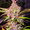 Семена сорта Whiskey Zulu Auto fem (7CH American)