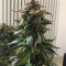 Семена сорта Amherst Sour Diesel fem (Humboldt Seeds)
