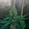 Семена сорта Cream Mandarine F1 Fast Version fem (Sweet Seeds)