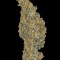 Семена сорта CBD-Chronic fem (Serious Seeds)