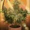 Семена сорта Florida Sunrise Auto fem (7CH American)