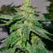 Семена сорта Ultimate Afghan Auto fem (Семяныч)