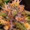 Семена сорта Ultimate Afghan Auto fem (Семяныч)