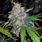Семена сорта Auto White Widow fem (Pyramid Seeds)