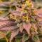 Семена сорта Ultimate Lemon Haze Auto fem (Семяныч)