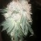 Семена сорта Green Ninja fem (Heavyweight Seeds)