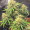 Семена сорта Auto Caramelino fem (Victory Seeds)