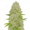 Семена сорта Super Skunk fem (Vision Seeds)