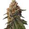 Семена сорта Ultimate Amnesia Haze Auto fem (Семяныч)
