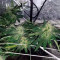 Семена сорта Money Bush fem (Heavyweight Seeds)