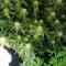 Семена сорта Fruit Punch fem (Heavyweight Seeds)