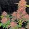 Семена сорта Cherry Cola Auto RF3 fem (FastBuds)