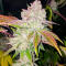 Семена сорта Ultimate Afghan Auto fem (Семяныч)
