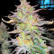 Семена сорта Ultimate Afghan Auto fem (Семяныч)