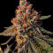 Семена сорта Ultimate Amnesia Haze Auto fem (Семяныч)