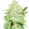 Семена сорта Cali Gangsta Kush fem (Sumo Seeds)