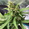 Семена сорта Auto Gorilla fem (00 Seeds)