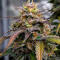 Семена сорта Ultimate Amnesia Haze Auto fem (Семяныч)
