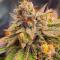 Семена сорта Ultimate Lemon Haze Auto fem (Семяныч)