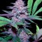 Семена сорта Blue Dream Auto fem (Humboldt Seeds)