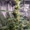 Семена сорта Quick One auto fem (Royal Queen Seeds)